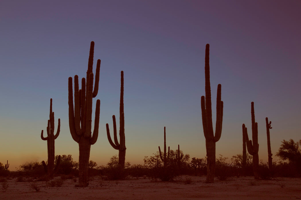 *Print of the Month: Sunset Saguaros