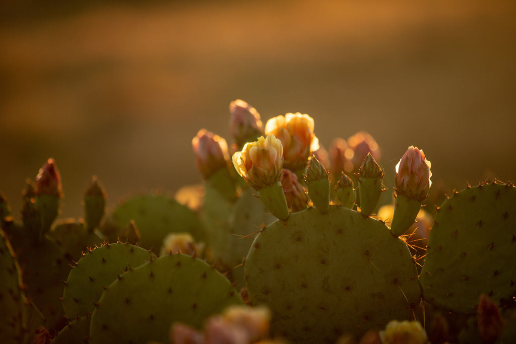 Prickly Pear 1